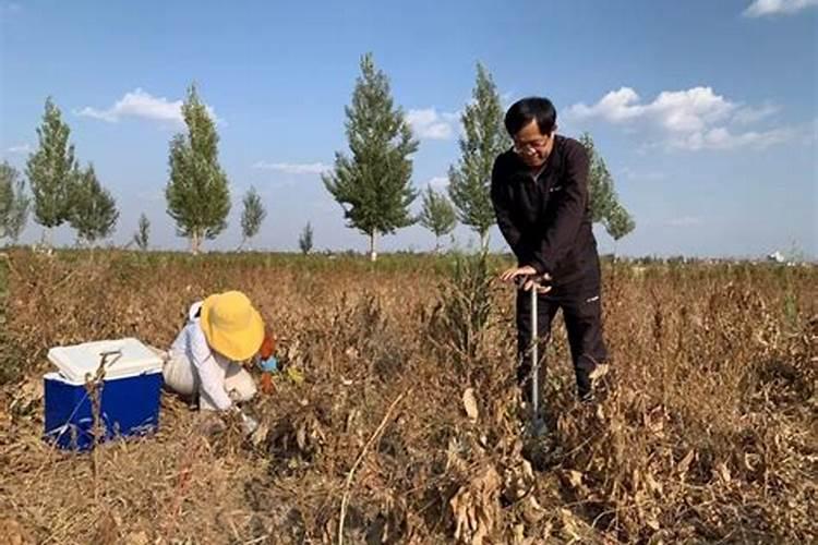 揭秘太子参高产栽培管理技术的关键要点