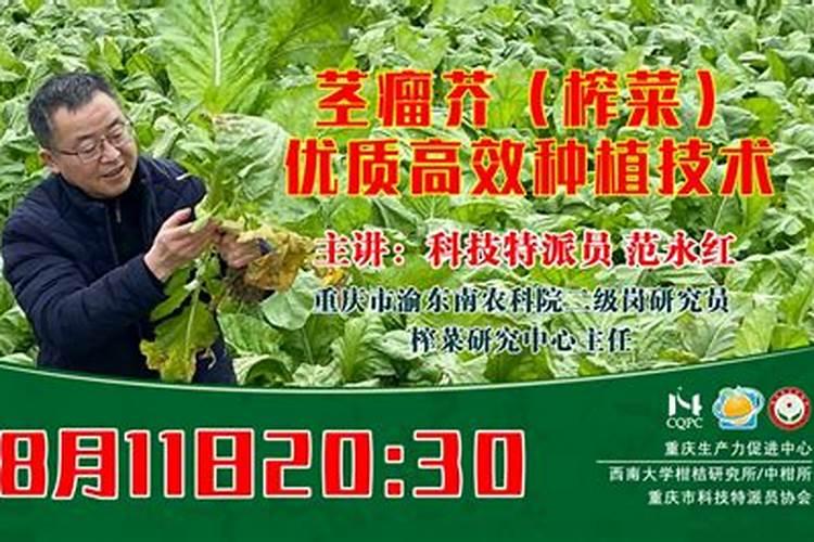 苞心芥栽培管理技术：从播种到收获的全程指导