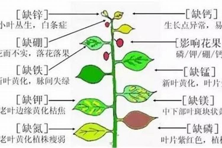 肥料中的各种成分对棉花的效果？