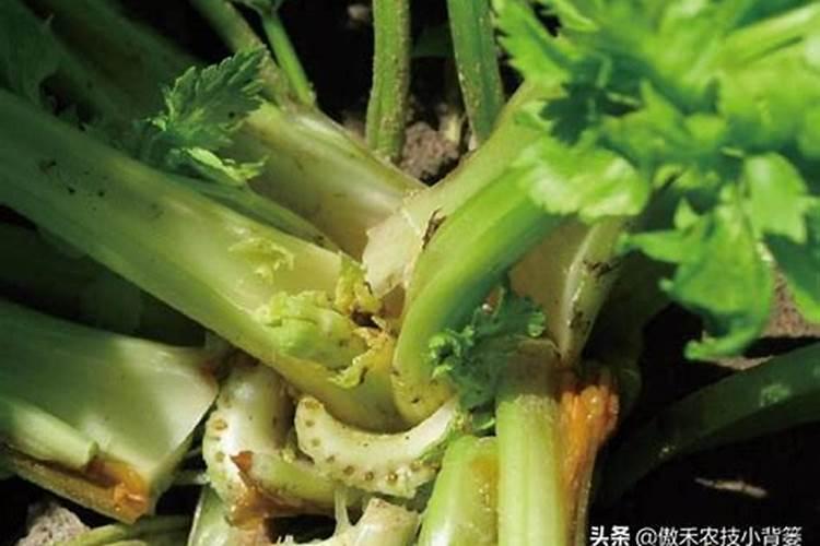 芹菜缺素原因、症状及其矫治方法？