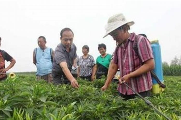 掌握微肥使用技巧，让作物更健康生长