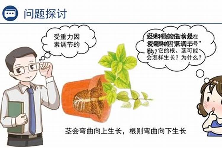 水田怎样施硼肥最好用呢？