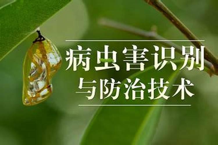 冬瓜病虫害识别与防治技术