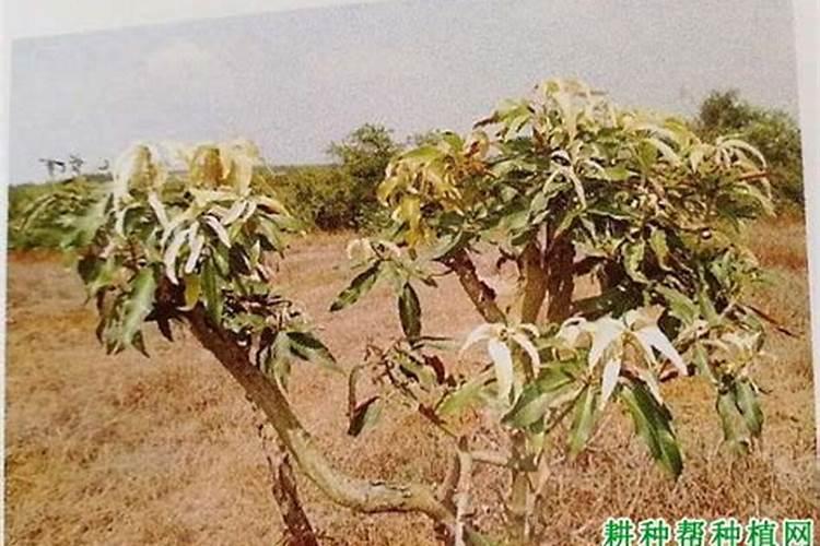 芒果缺磷怎么办？