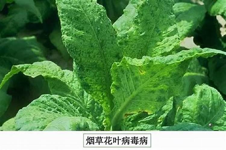 夏季生菜霜霉病的克星：高效防治策略揭秘