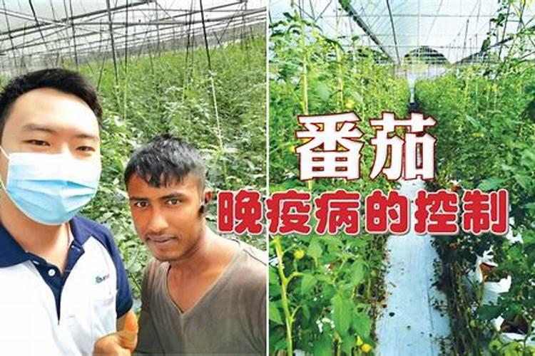 绿色护卫：氨基寡糖素在番茄晚疫病防治中的生物农药革新