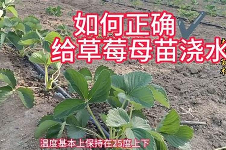 五月份草莓育苗管理：关键步骤与细节掌握