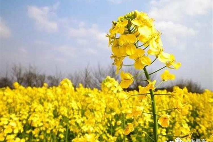 油菜花的栽培要点，如何让你的油菜花蓬勃生长？