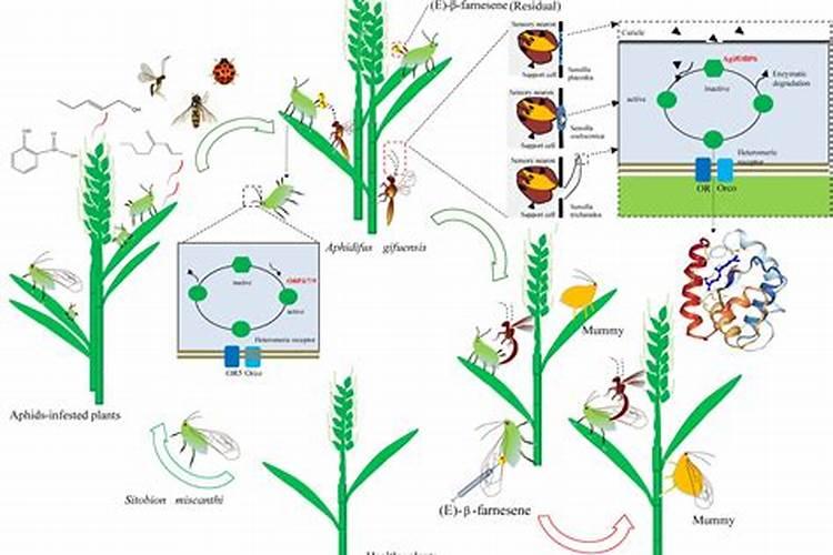 绿色守护：生物农药与生物防治在现代农业中的革命性角色