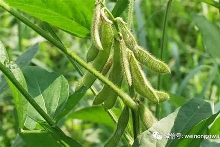 黄豆结荚期需要喷施叶面肥吗？