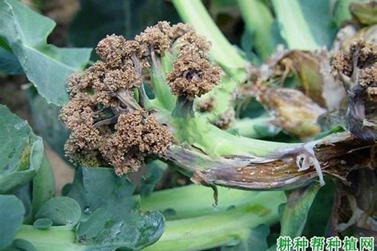 西兰花（青花菜）叶霉病如何防治？