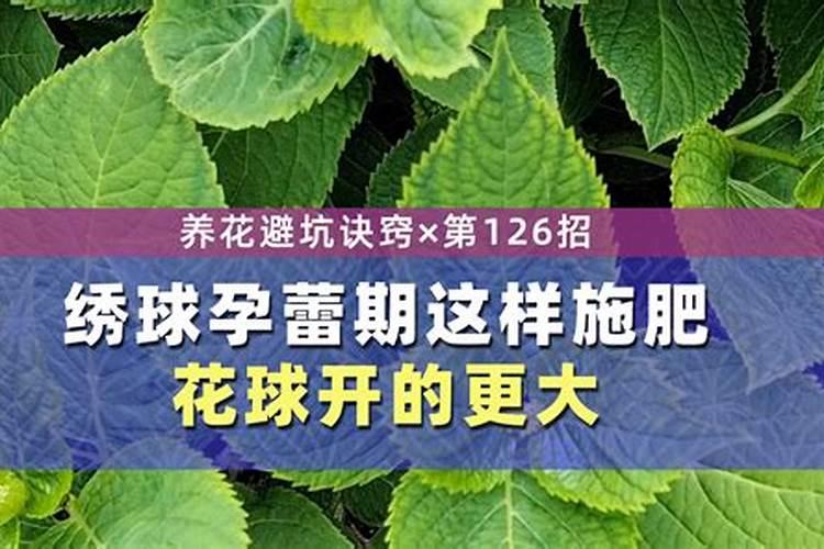 绣球花蕾期怎么施肥？