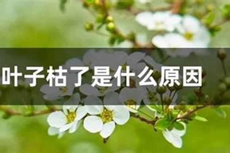 雪柳叶子枯了是什么原因？