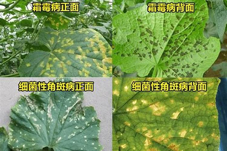 黄瓜霜霉病和细菌性角斑病的区别？