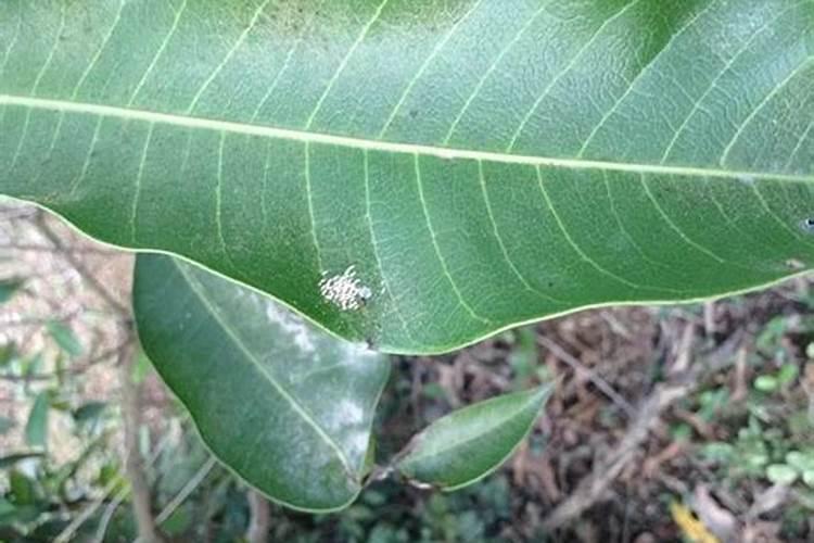 芒果白粉病的危害和防治方法？