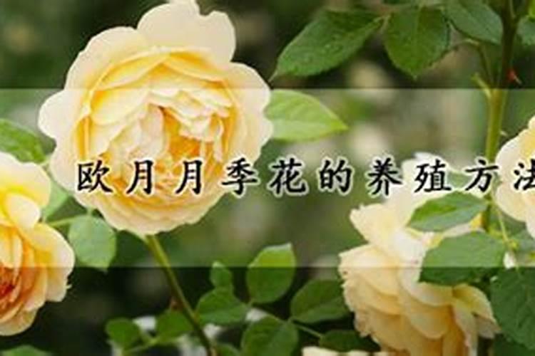 盆栽欧月花的养殖指南：关键注意事项一览