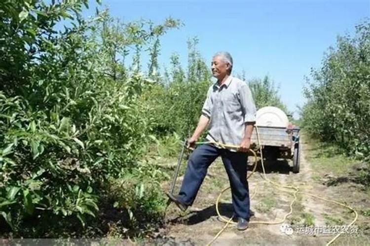 夏秋季节果园管理与施肥策略