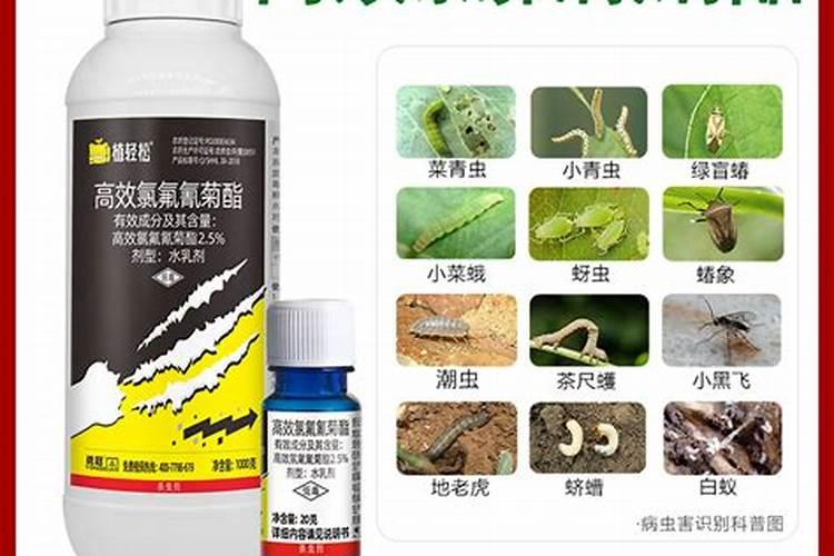 氯氟氰菊酯加啶虫脒对防治油菜蚜虫的效果比较？