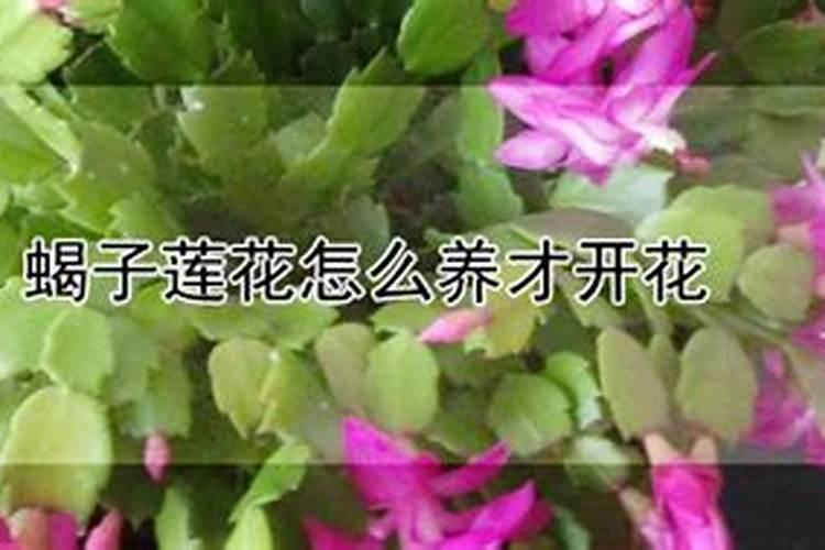 揭秘蝎子莲花养殖的奥秘：掌握这些技术要点，轻松养出美丽莲花