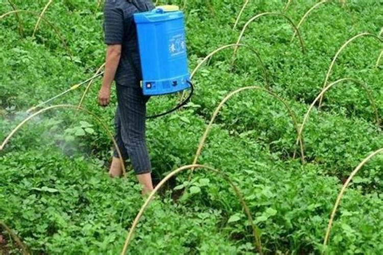 警惕！这些农药严禁用于蔬菜种植