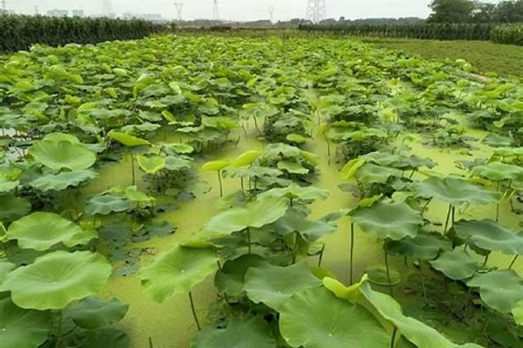 番茄栽植行里长满绿苔怎么解决？