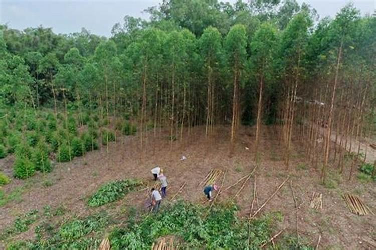 桉树高效种植指南：坡度控制与管理