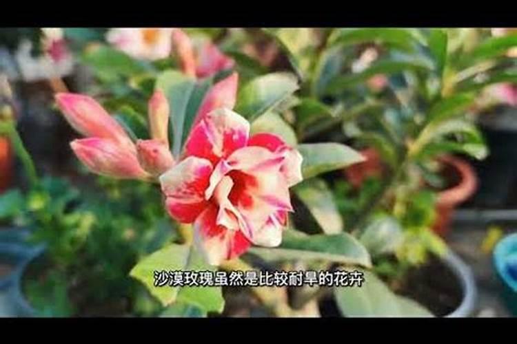 沙漠玫瑰叶子卷曲什么原因？