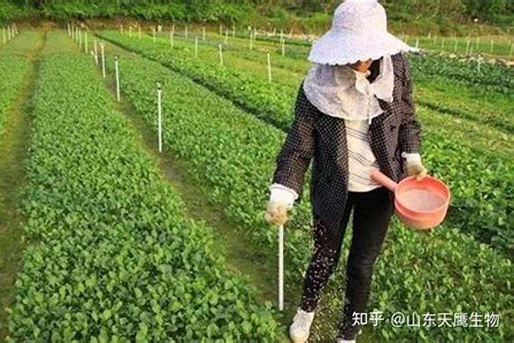 揭秘有机菌肥效果不佳的背后：原因与对策解析？