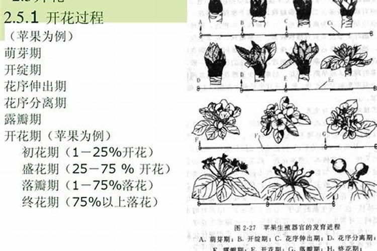 春华秋实：果树开花期的正确护理与药剂使用指南