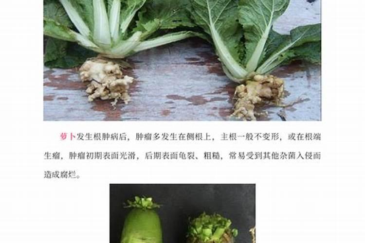 蔬菜预防根肿病怎么做？