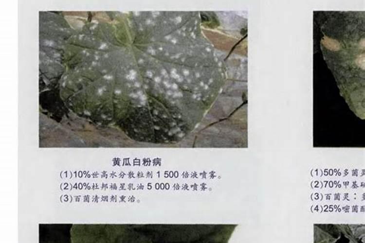 袖珍黄瓜的病虫害防治技术要领