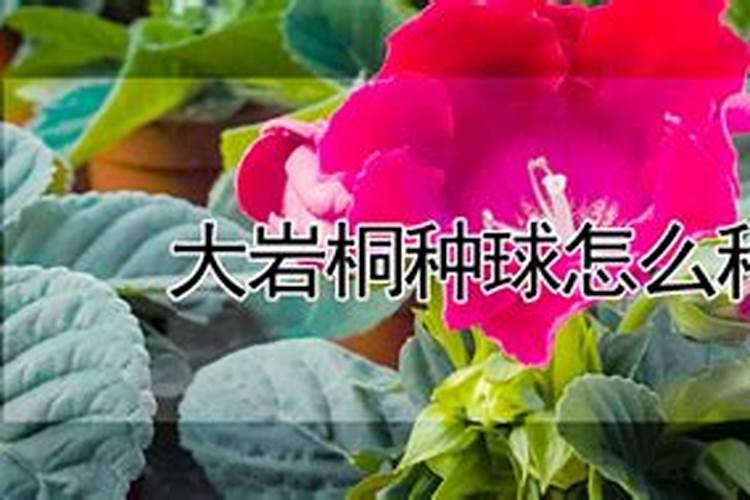 大岩桐种球如何种植？