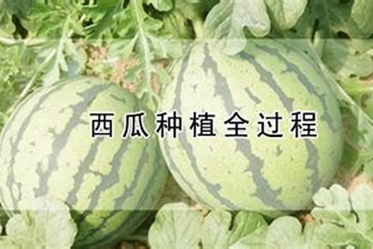 西瓜种植各个阶段应该施什么肥？