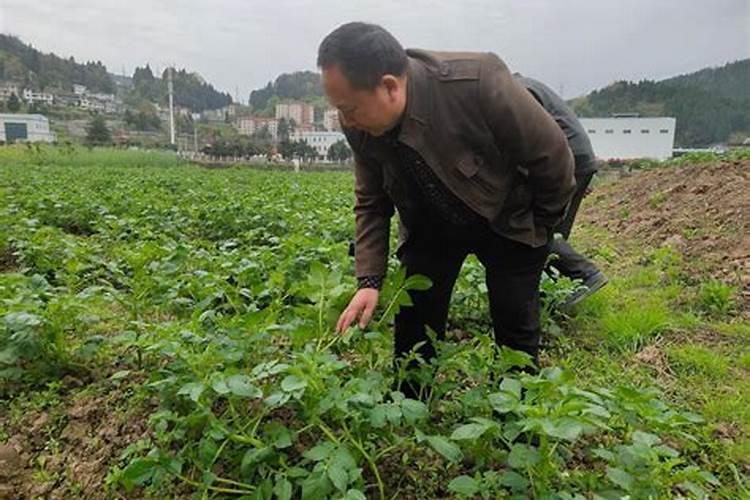 马铃薯的施肥技术要点：提升产量与品质的关键