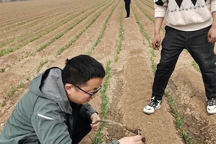 咨询元葱的种植技术