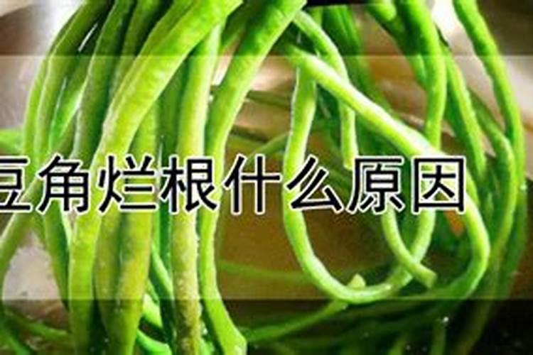 豆角烂根什么原因？