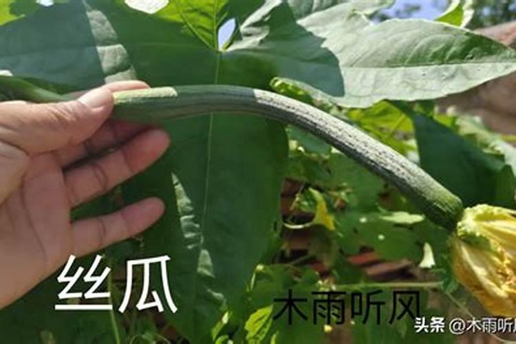 丝瓜种植的黄金法则：掌握正确的施肥技术