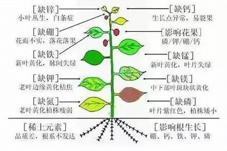 作物缺素症状的识别