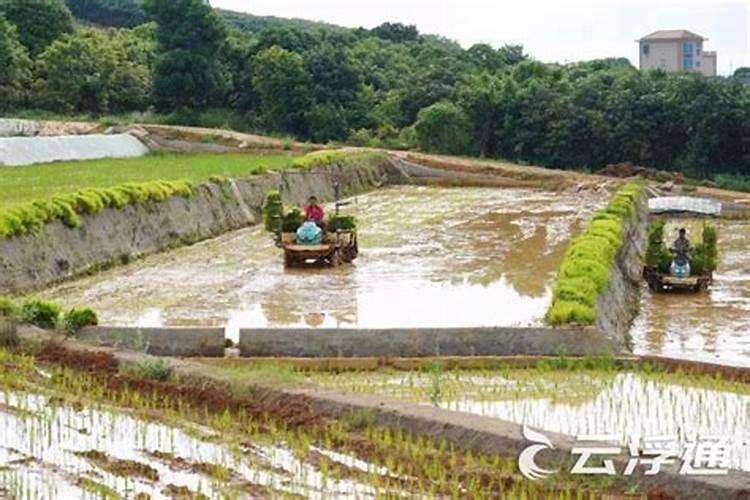 旱田改水田：除草剂残留药害的隐忧