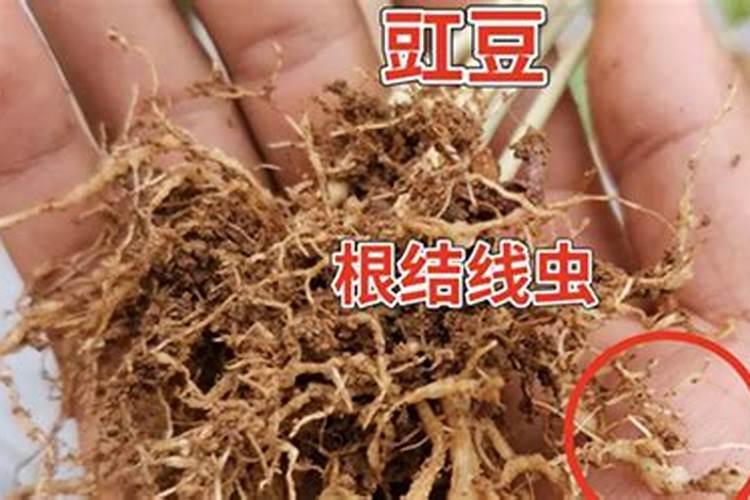 根结线虫病的症状特点及防治措施？