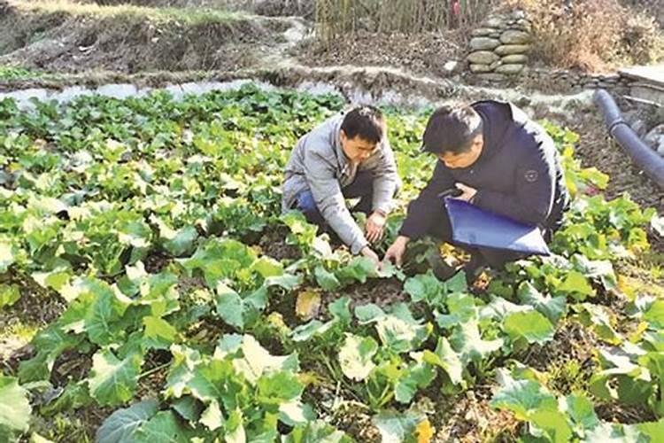 田野守护者：有效防治油菜三大病害的策略