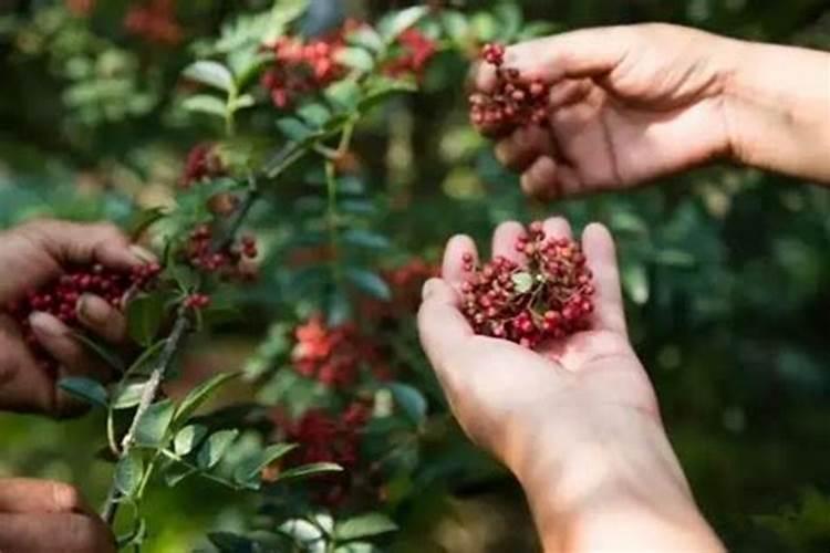 驱散花椒园的阴影：膏药病防治全攻略