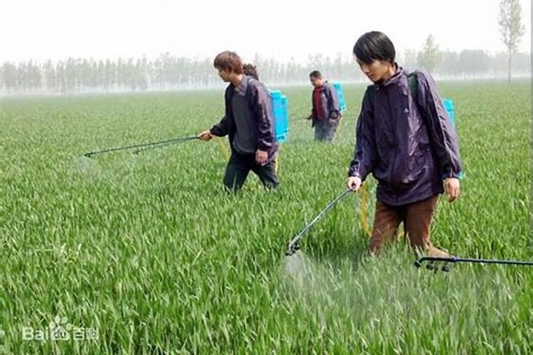 雨天施药需谨慎：多雨天气下农药使用的关键讲究？