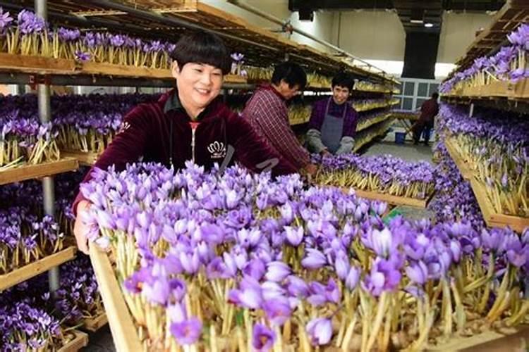 红花绽放：掌握红花的种植之道