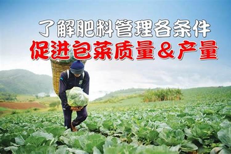 提升食用菌产量与品质：后期追肥的关键策略