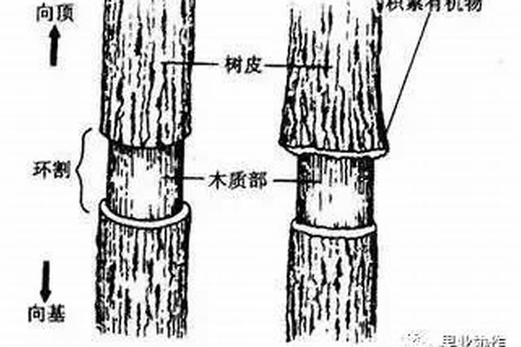 苹果树环剥技术！