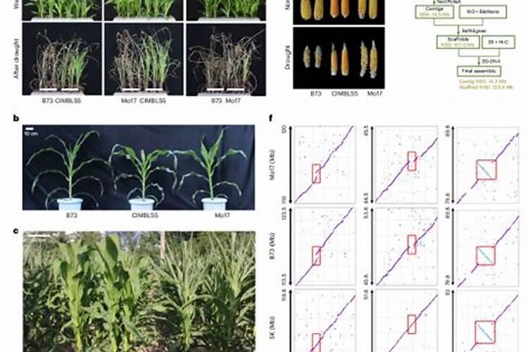 玉米产量评估：科学方法与实践？