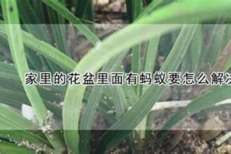 家里的花盆里面有蚂蚁要怎么解决？