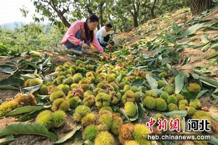 暑期板栗农药管理技巧：确保健康与产量