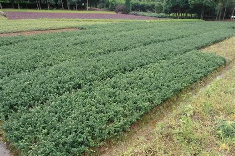 冬青什么时候种植成活率高